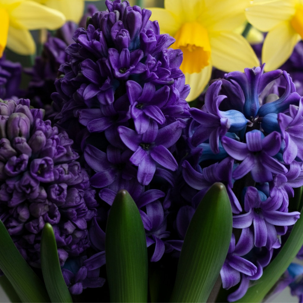 Hyacinth Bulbs - Woodstock